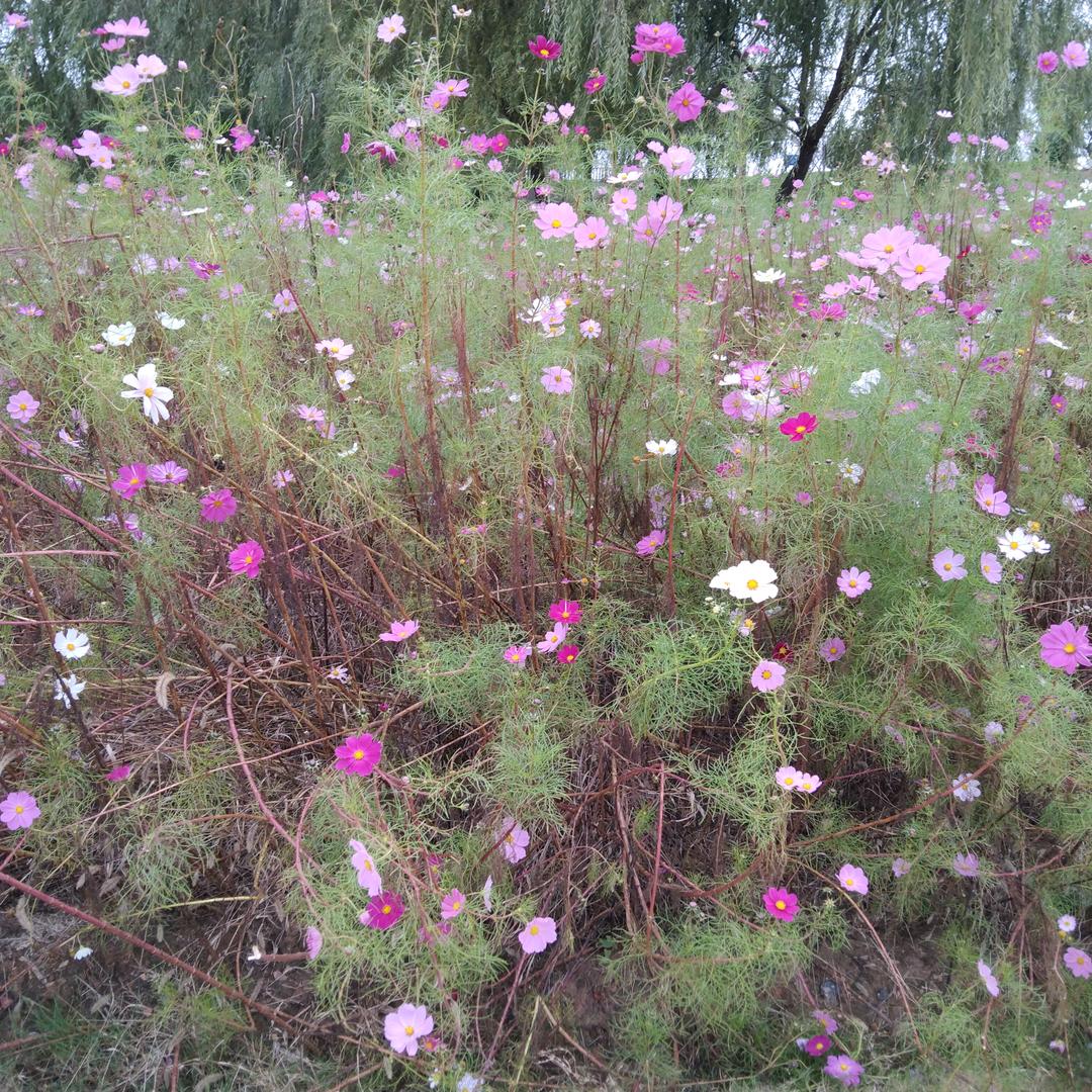 简单快乐🌹