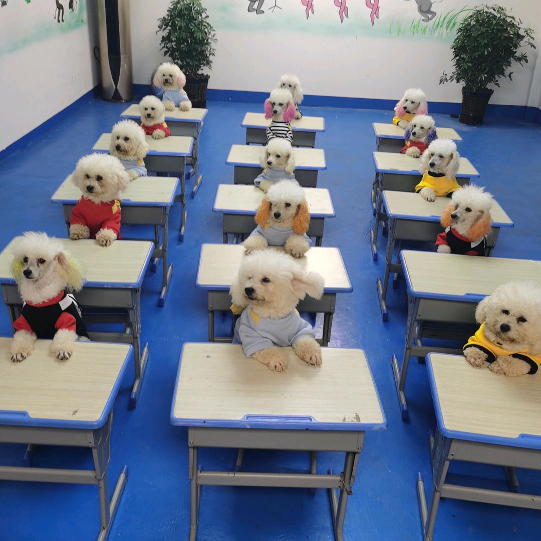 狗校长（阿明）@抖音