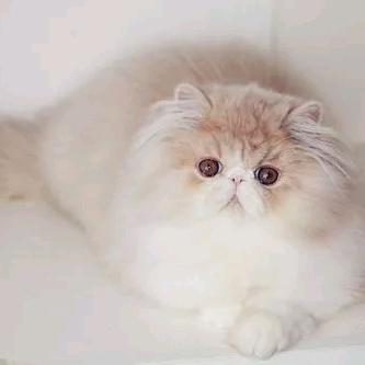喜欢猫猫