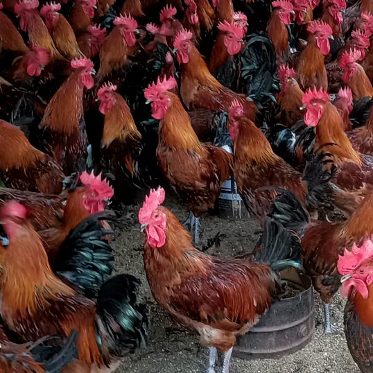 李记老母鸡炖牛鞭