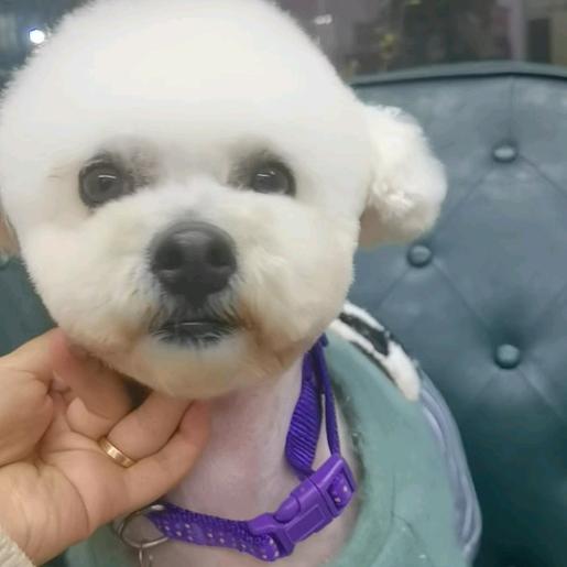 狗婆婆