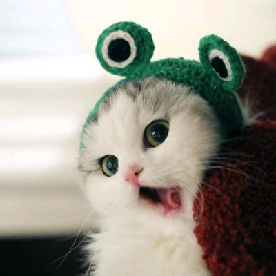 ╰︶亲爱的蛋仔