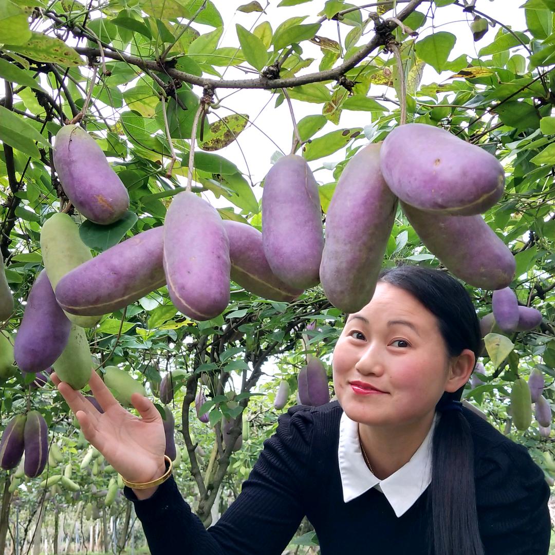 田氏八月瓜专业种植 (一)