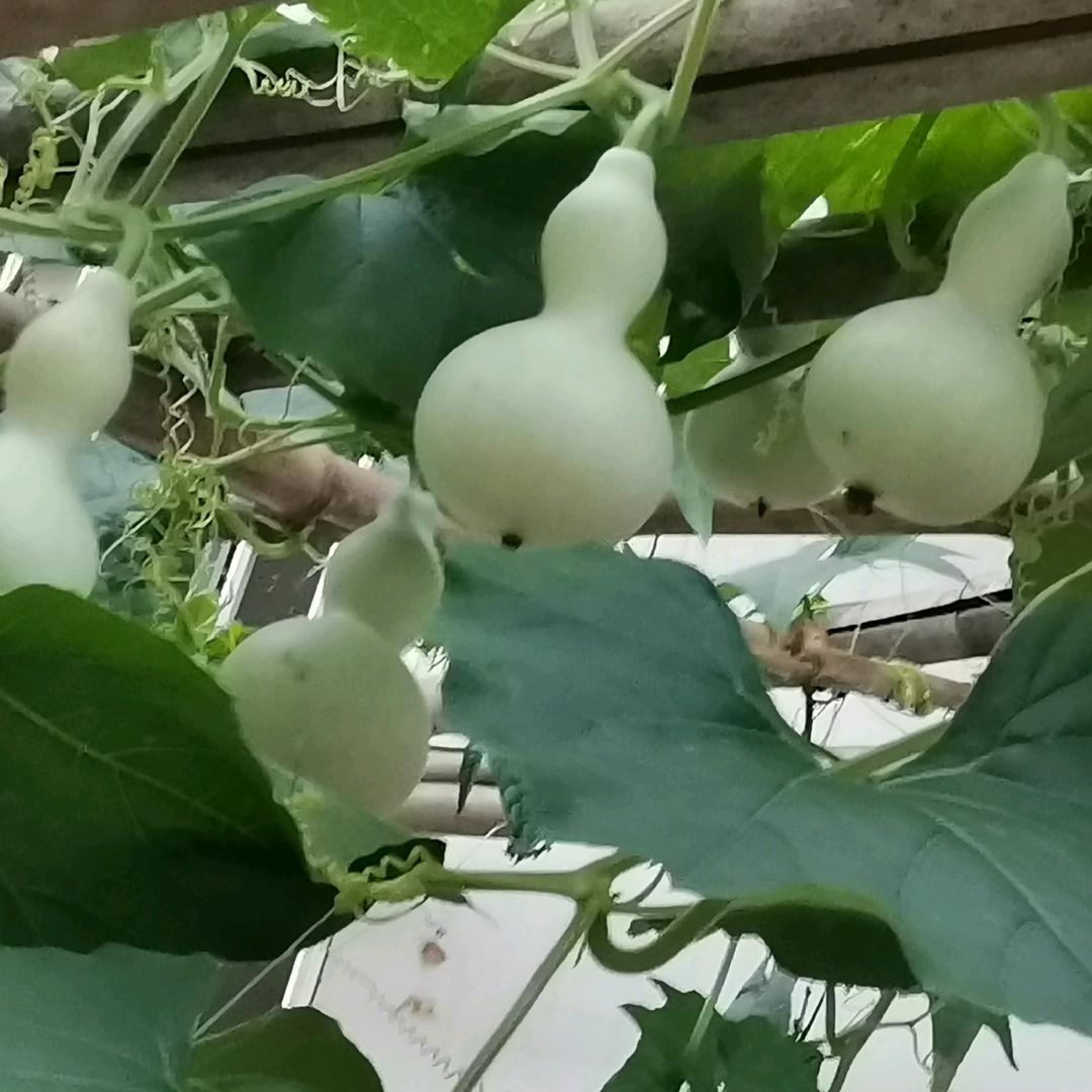 游河大塘人