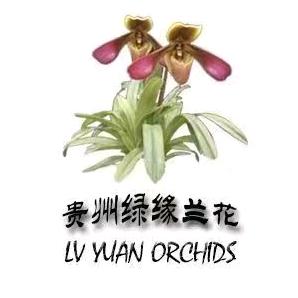 贵州绿缘兰花