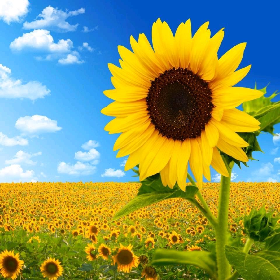 心若向阳🌻