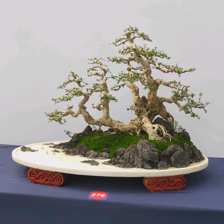 青青花卉(精品盆景）