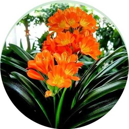 ￴ ￴ ￴￴ ￴ ￴ ￴季季平安