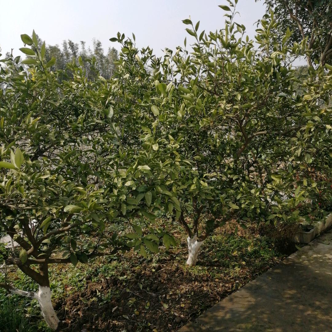 念念