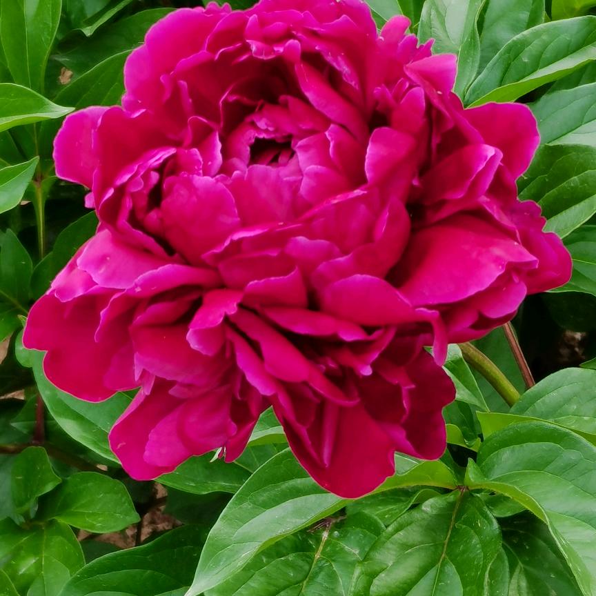 荣玲🌺