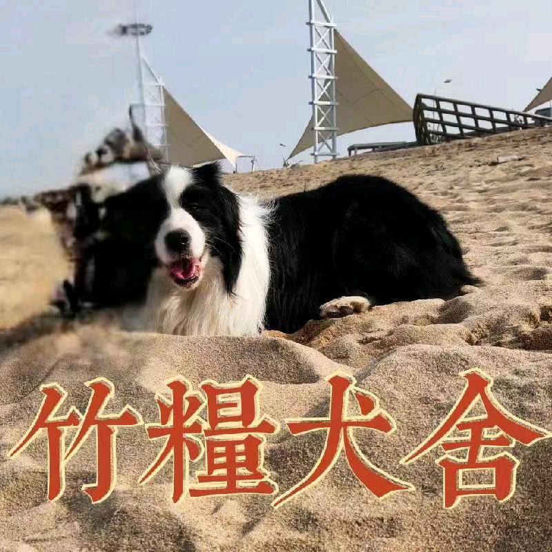 竹粮犬舍(专业繁殖边牧）