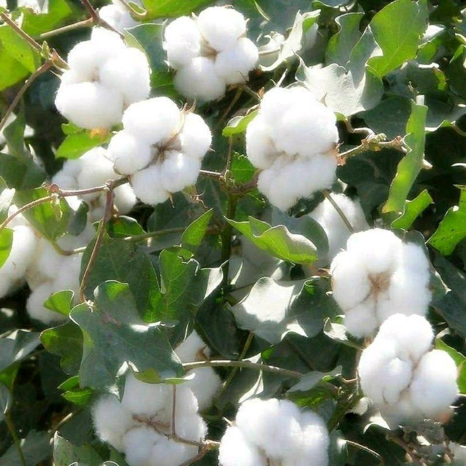 棉布坊  创合兴纺织