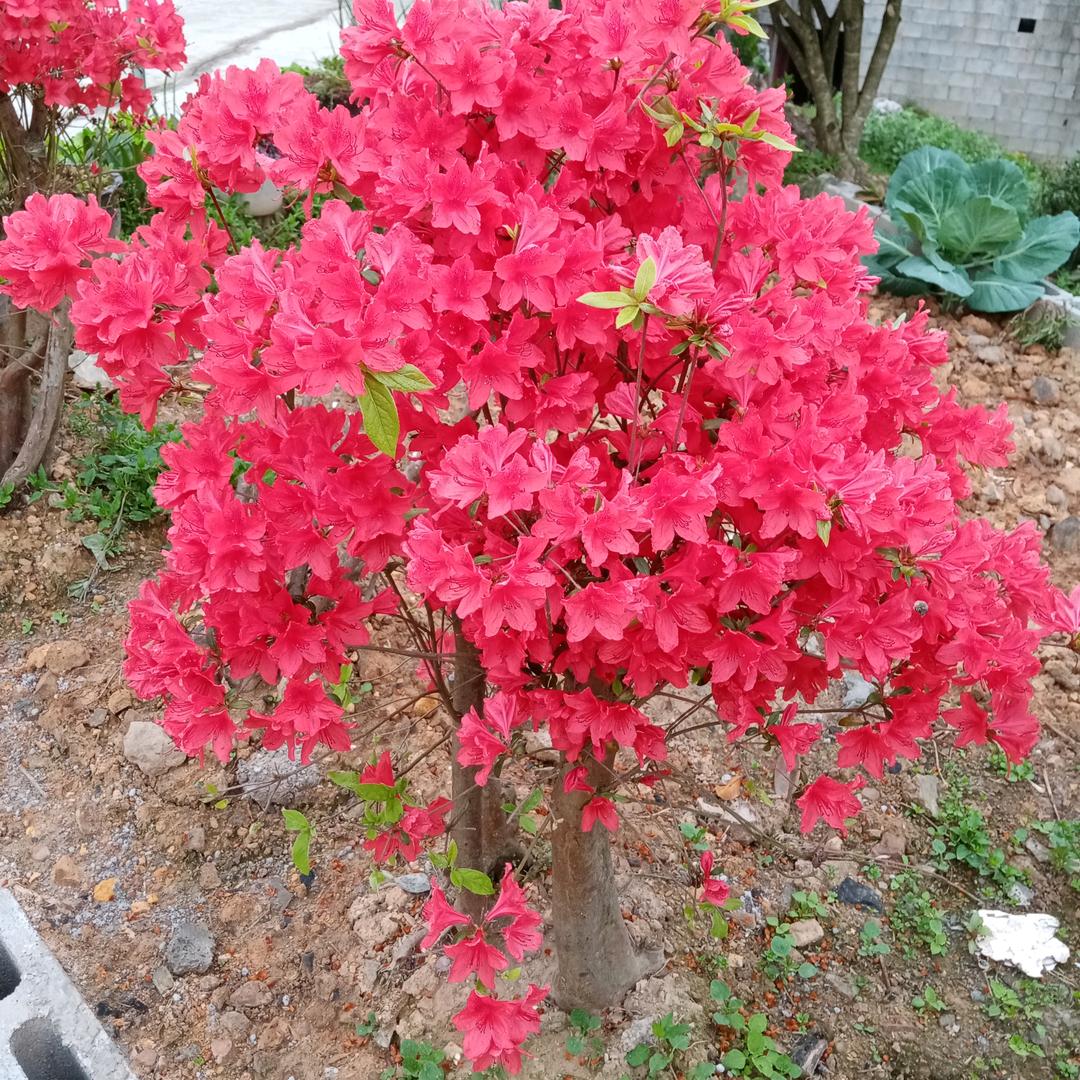深爱不及久伴