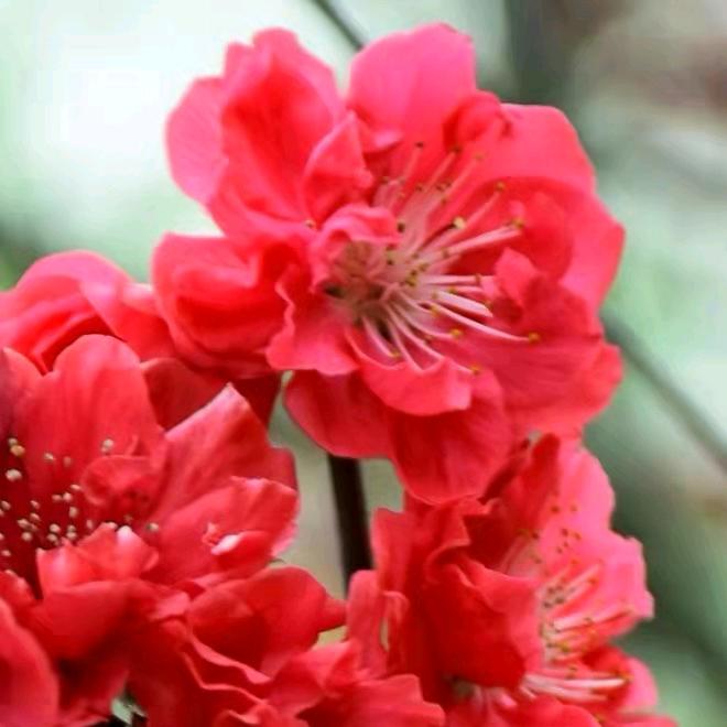 梅花