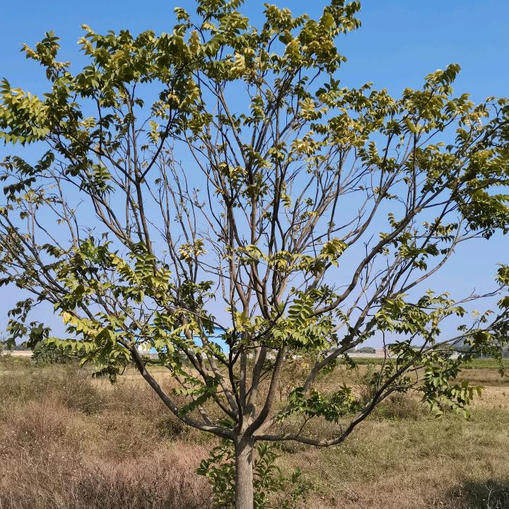 绿光森林