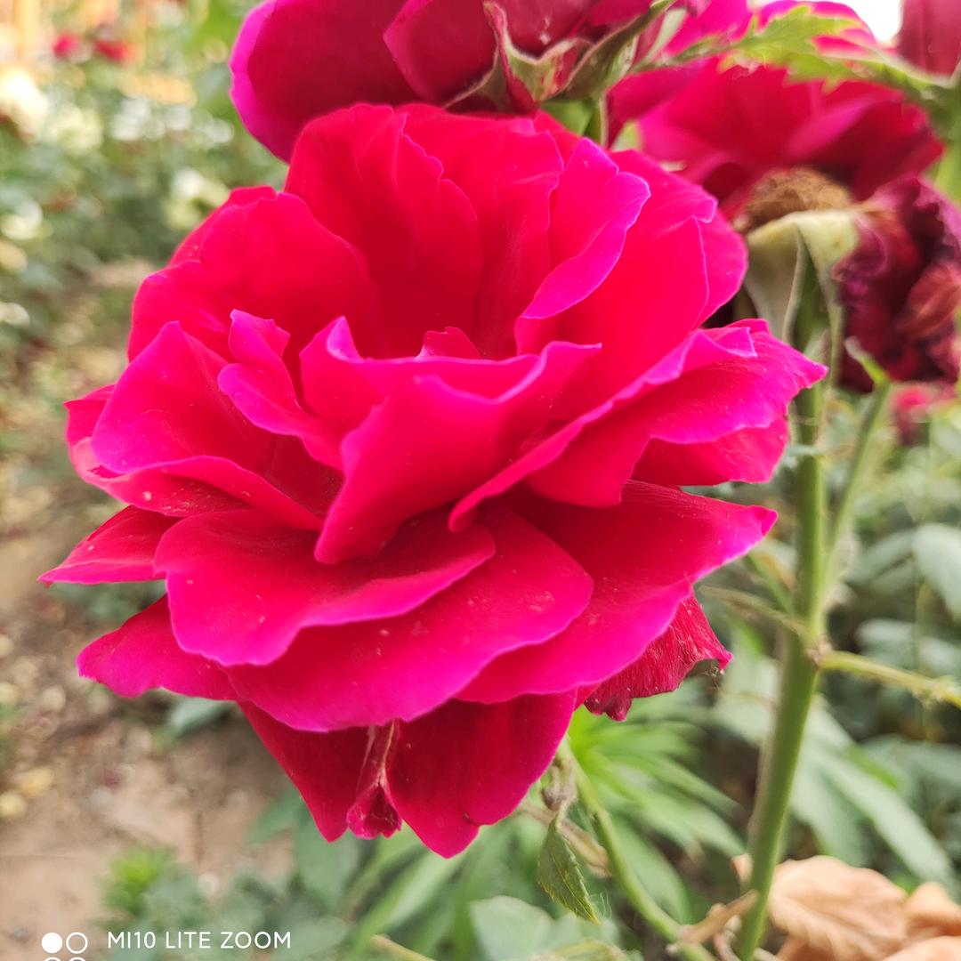 (ɔˆз(ˆ⌣ˆc)巨兔🍀🌈*🌈