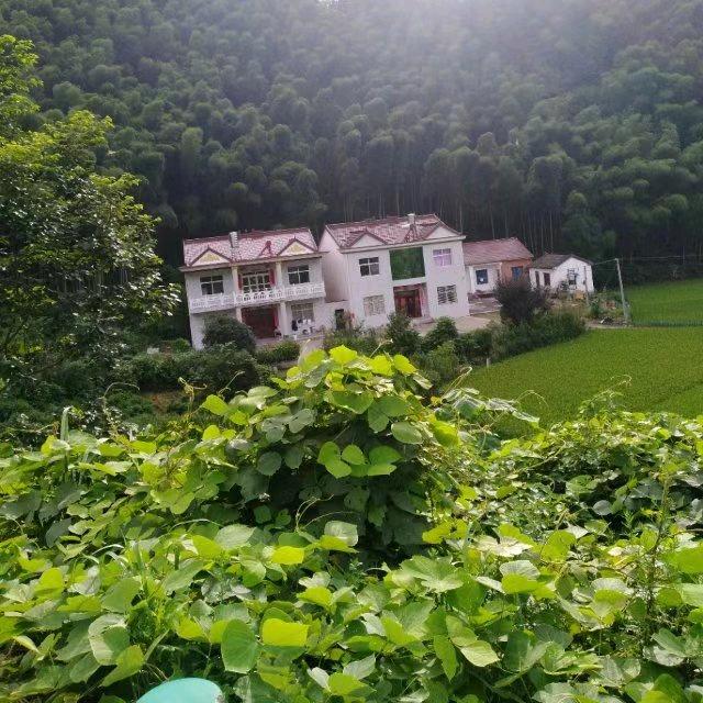 心无杂念