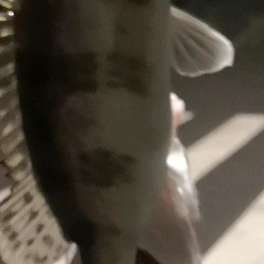 仁寿 城边上路亚钓场 阿墨