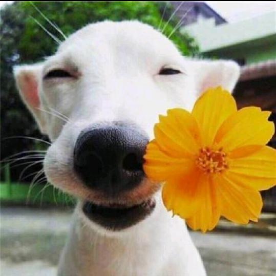 花花动物世界
