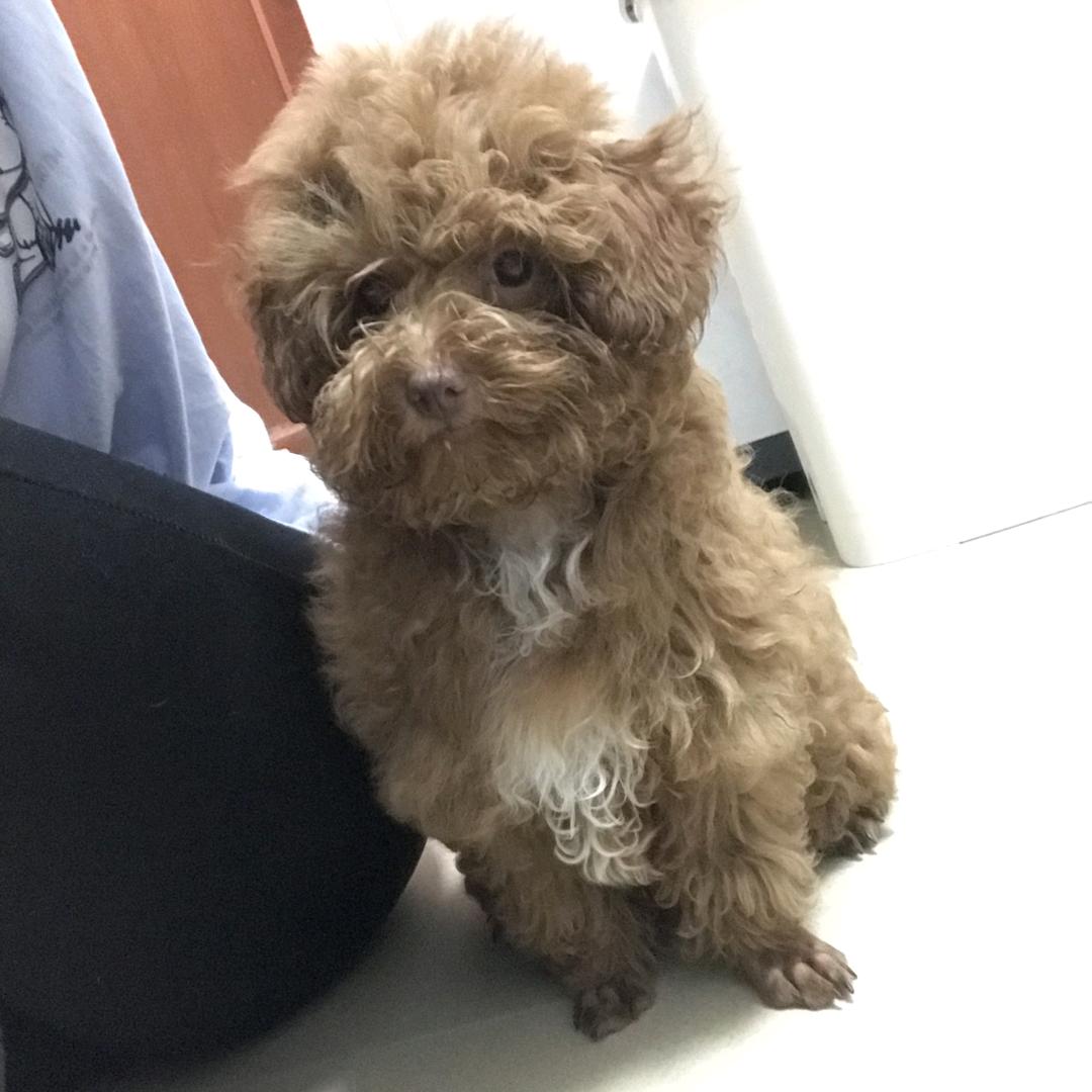 靓仔靓女的靓靓