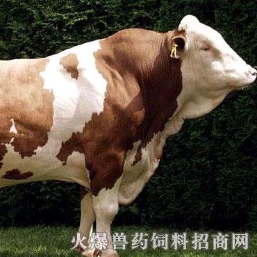 养🐮三哥