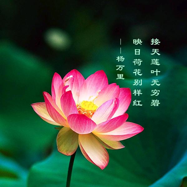 岗子