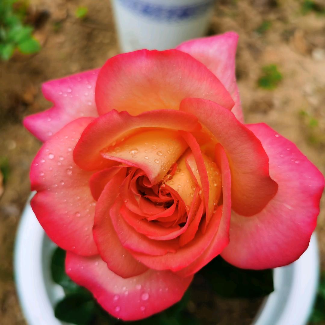 冰凌花