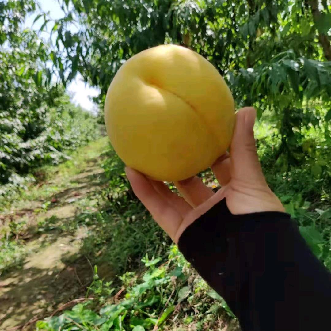 千里果香飄