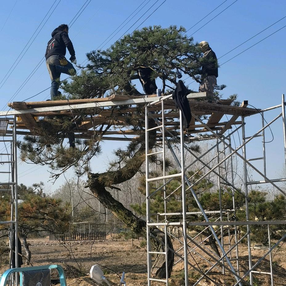 凌轩园艺造型团队