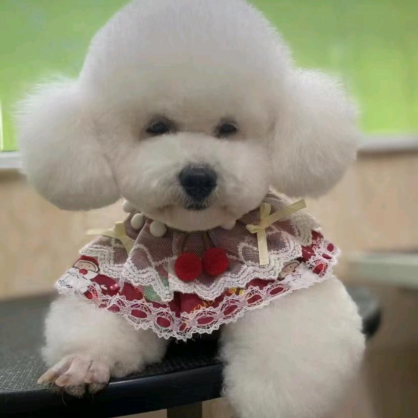 汽车构造分析执行总裁@仇师傅