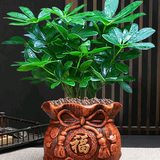 思宇