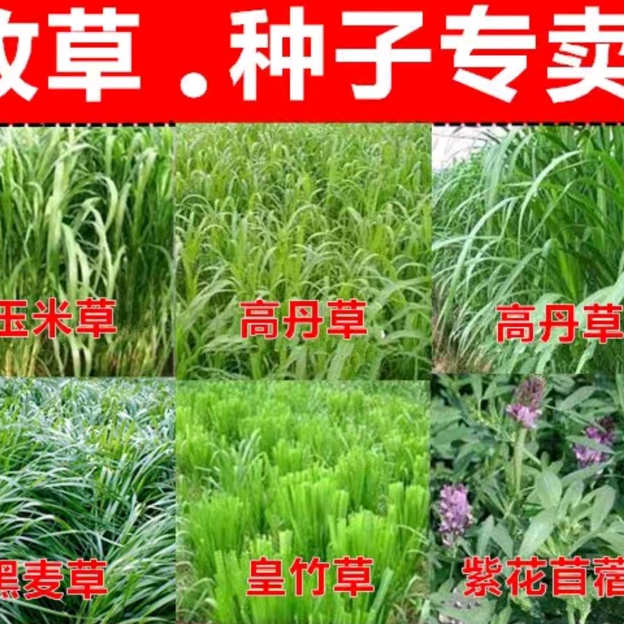 果之园牧草种子