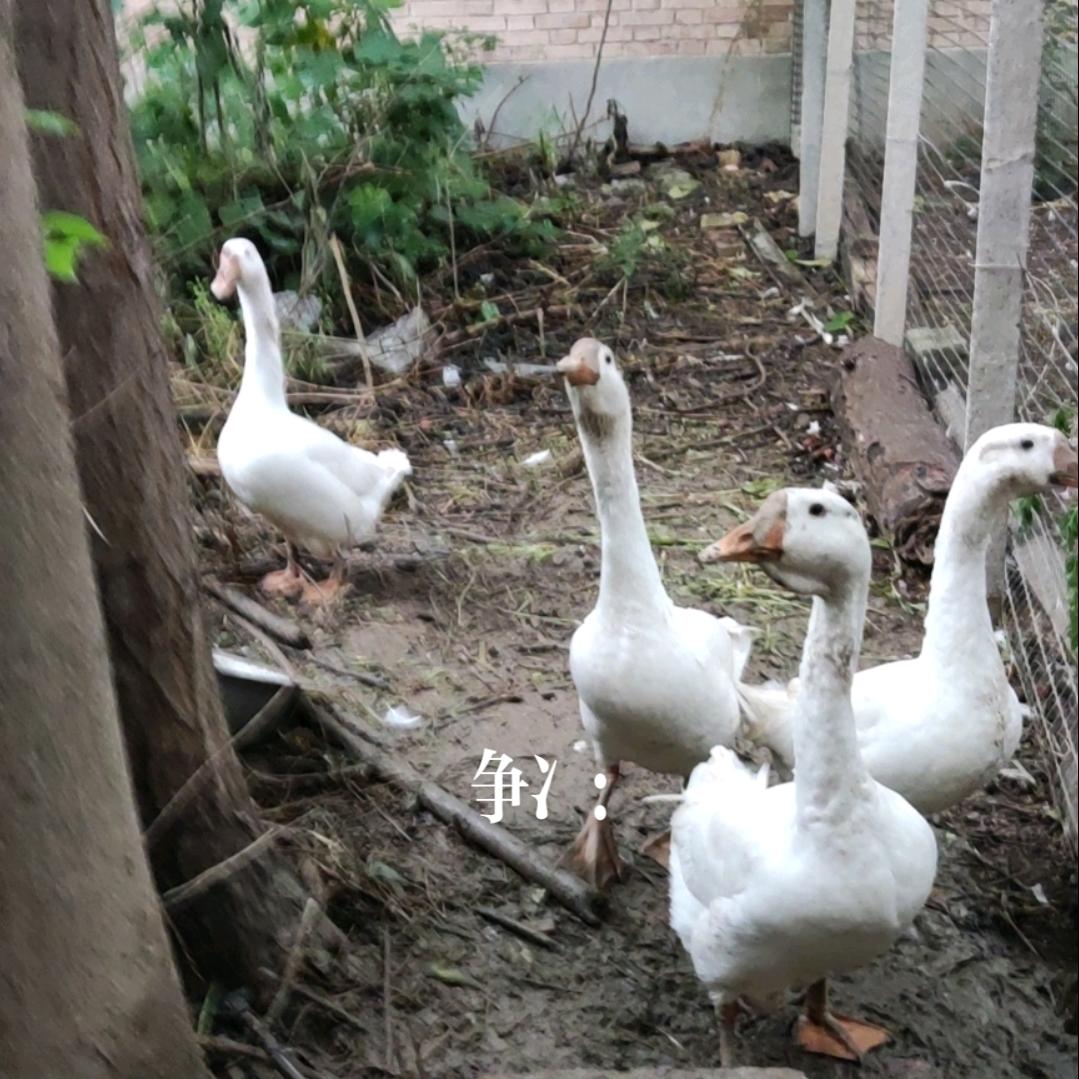 随车吊
