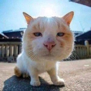 凯瑟淼