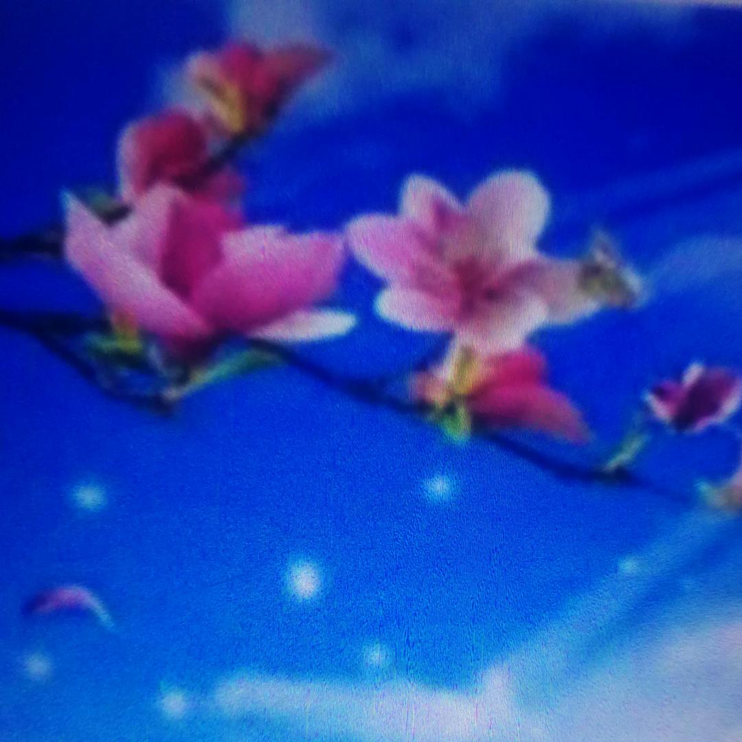 🌸缘份的天空🌸