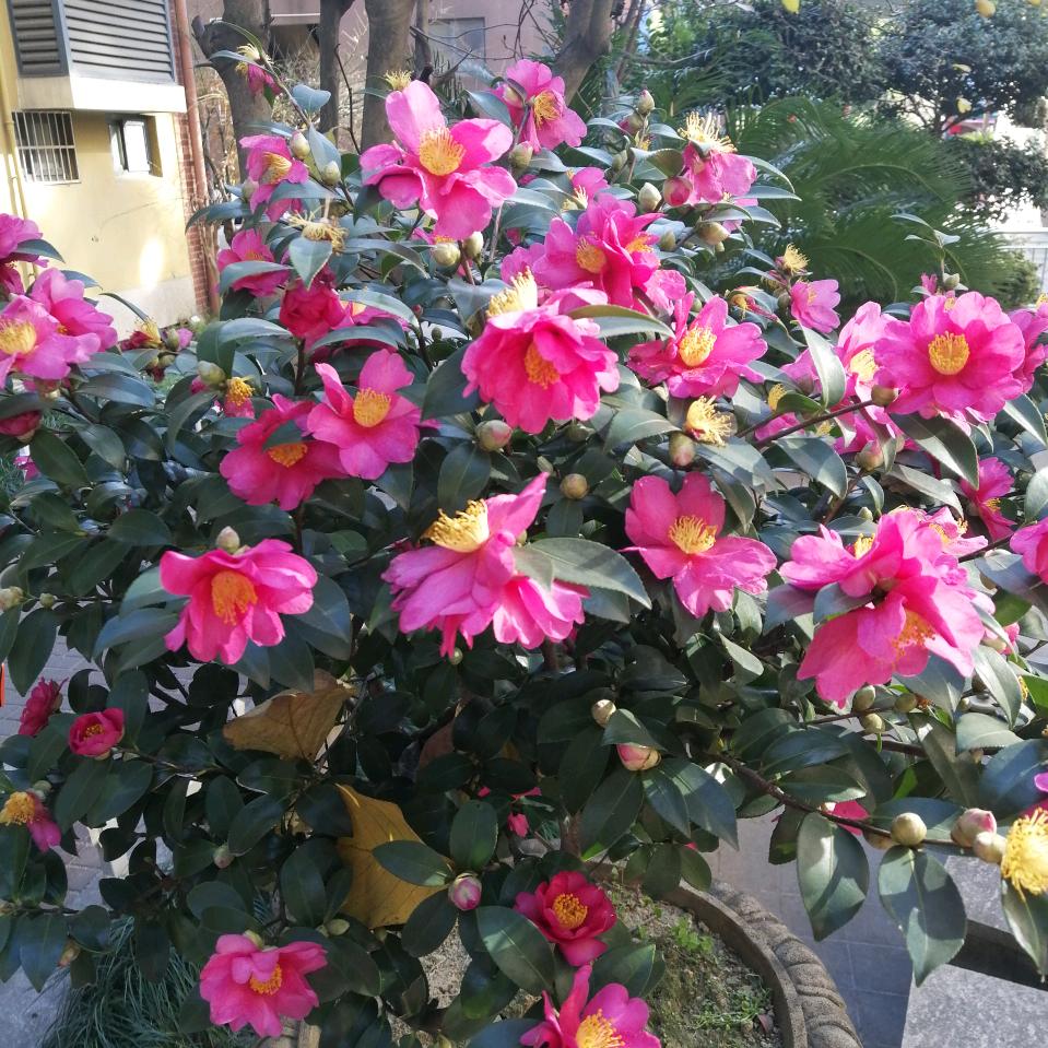 拈花一笑