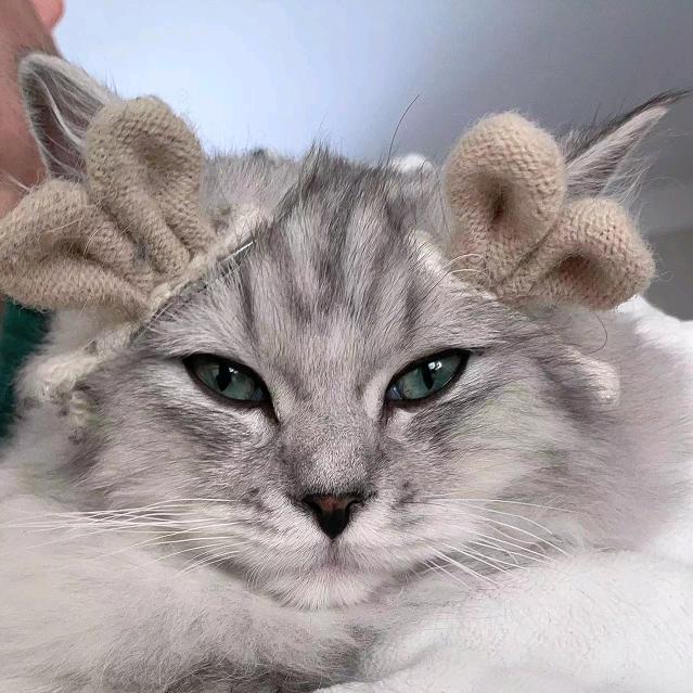 大灰耗子是只猫