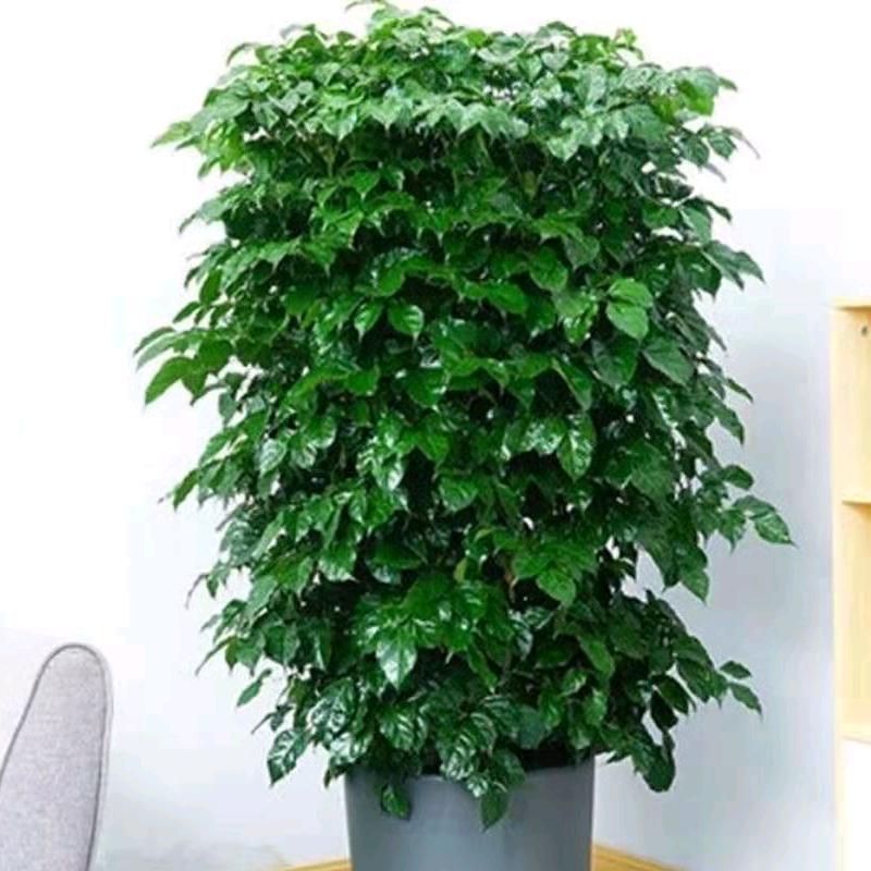 沭阳县扎下镇昊芝兴花卉园艺场