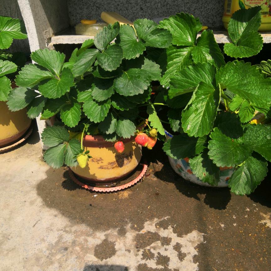 菊花芬芳