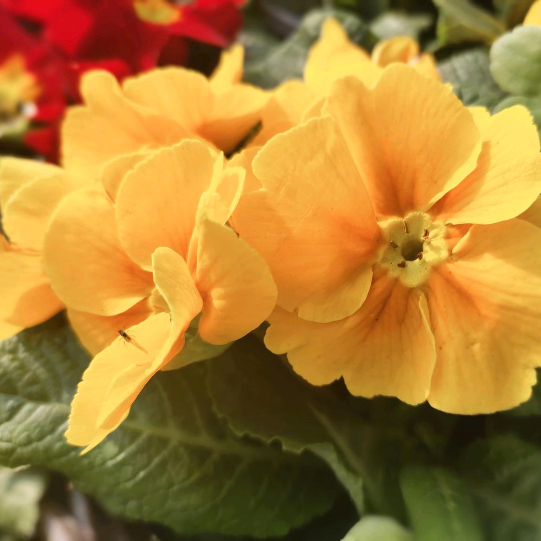 成都智能家居方姐