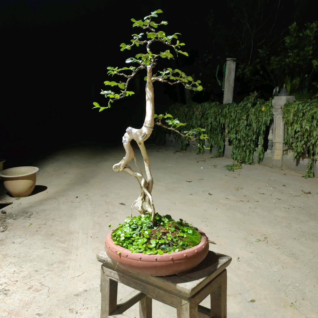 建始县扯哥盆景园