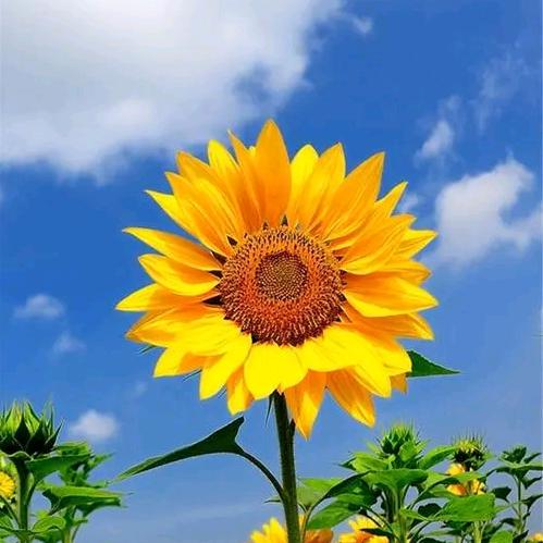 花好月圆🌻