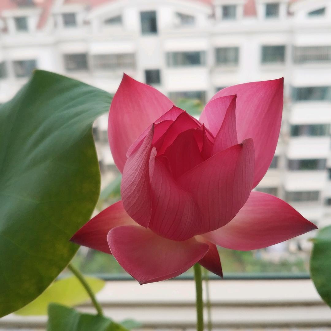 小荷清香