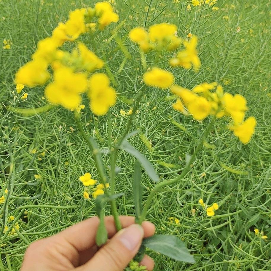 遥远的爱
