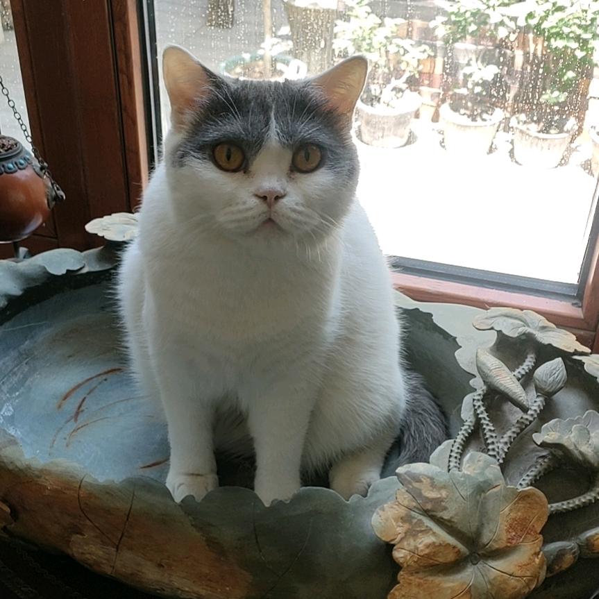 莫强求