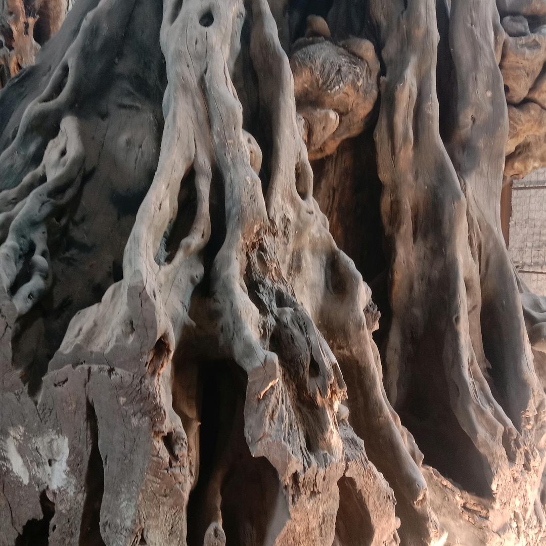 开心小鸟