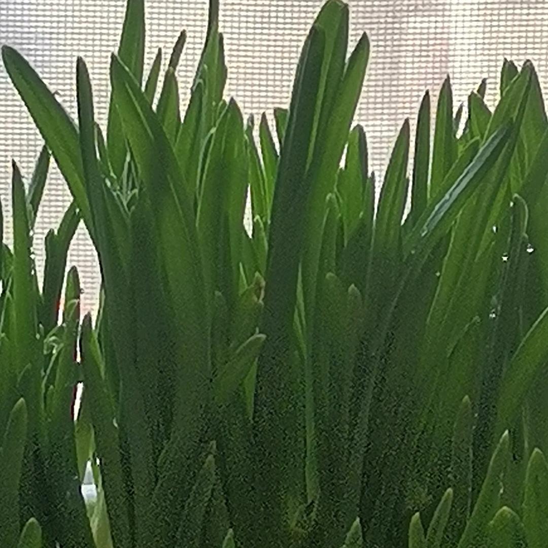 醉酒戏红颜