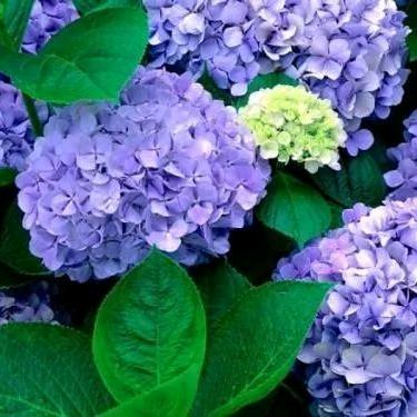 薰衣草〈拒绝私聊〉