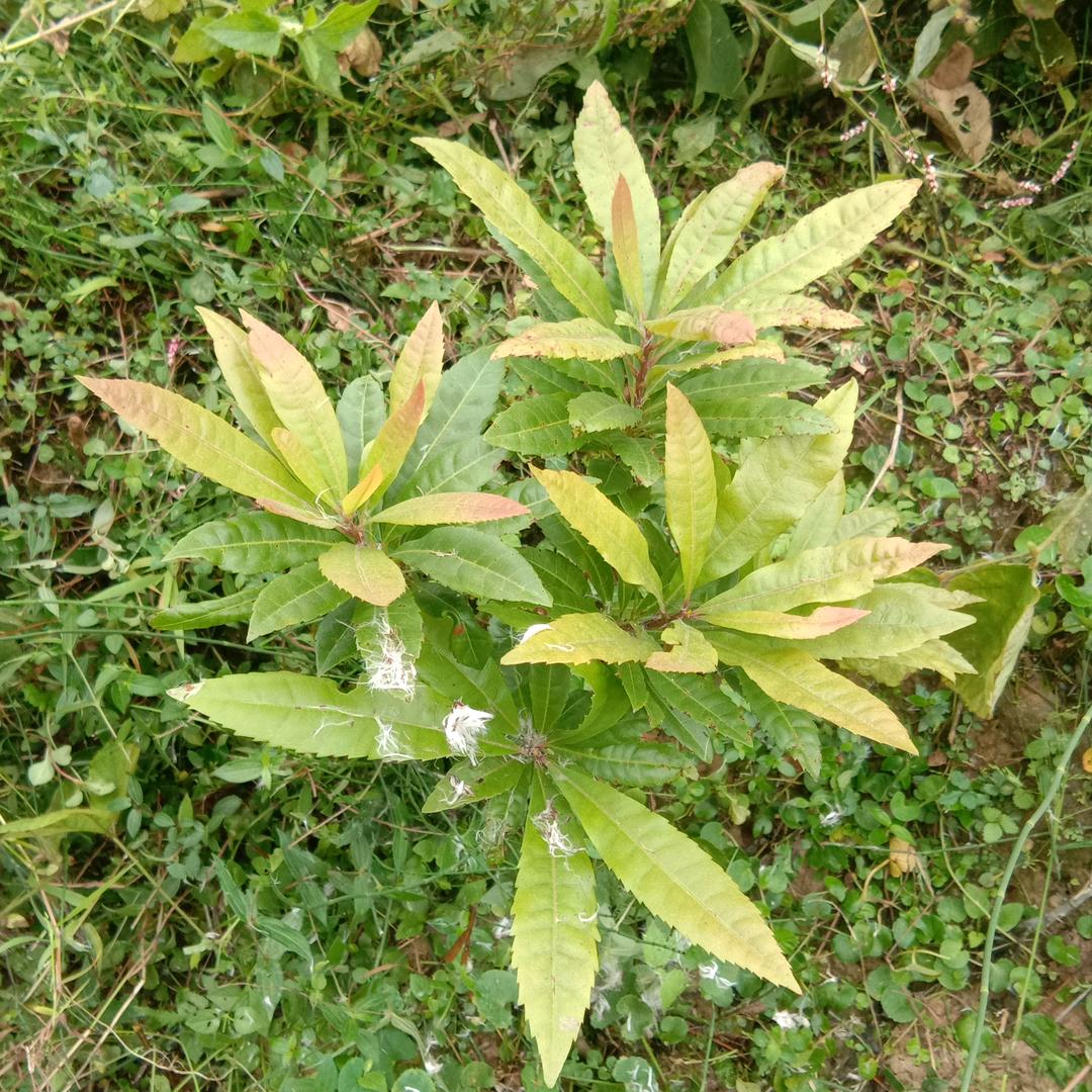 布衣文先生