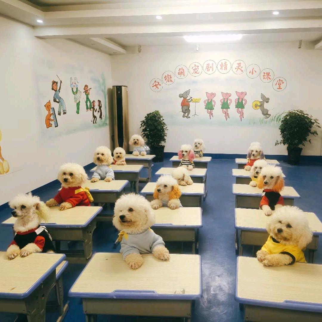 萌宠训练营（萌宠剧）